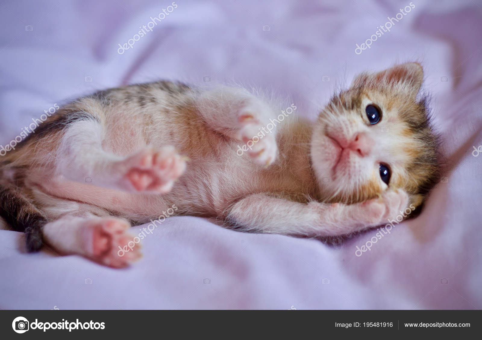 かわいい動物の赤ちゃん子猫 ストック写真 C Incubus 2525 Hotmail Com