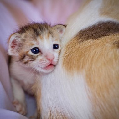 Anne ve yavru kedi bebek hayvan kedi