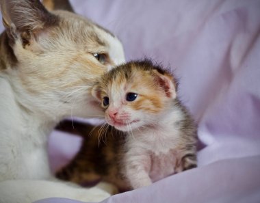 Anne ve yavru kedi bebek hayvan kedi