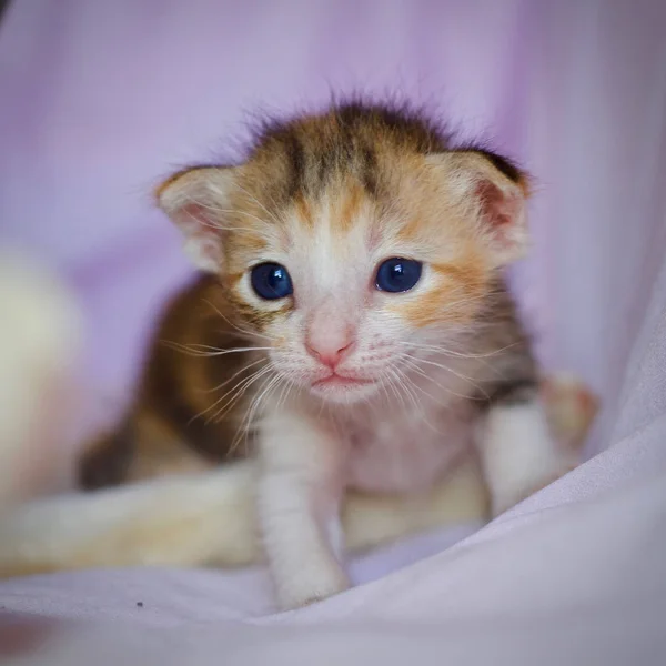 고양이 고양이 아기와 어머니 고양이 — 스톡 사진