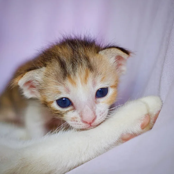 Kitten Cat Baby Mother Cat Animal — Stock Photo, Image