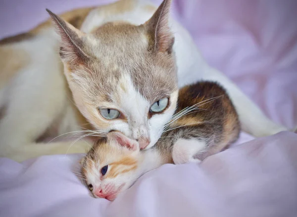 Gatinho Gato Bebê Mãe Gato Animal — Fotografia de Stock