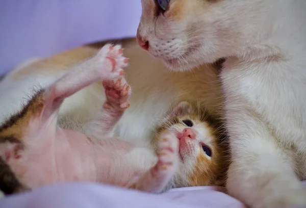 Chaton Bébé Mère Chat Animal — Photo