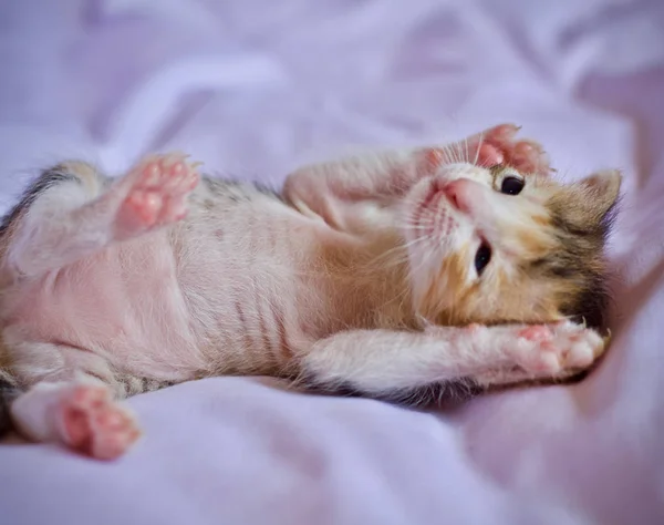 Kitten Baby Mother Cat Animal — Stock Photo, Image
