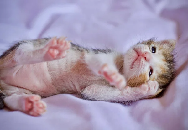 Kotek Dziecko Matka Kot Zwierzęta — Zdjęcie stockowe