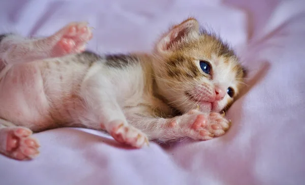 Kotek Dziecko Matka Kot Zwierzęta — Zdjęcie stockowe