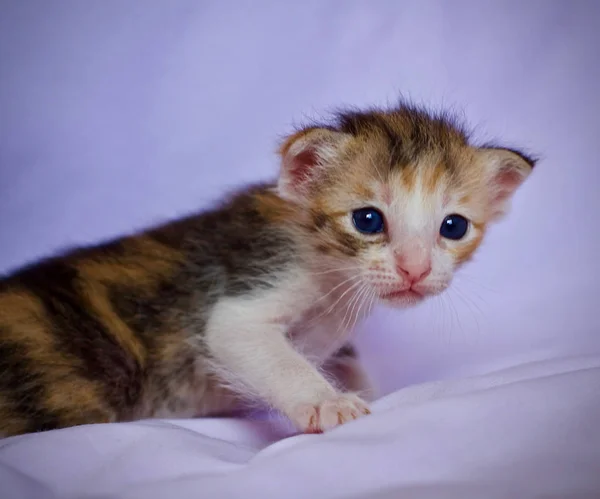 Kitten Baby Mother Cat Animal — Stock Photo, Image