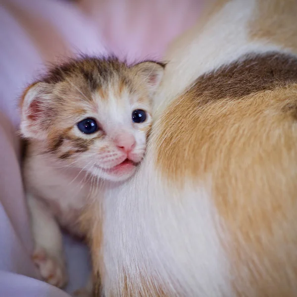 Gattino Bambino Madre Gatto Animale — Foto Stock