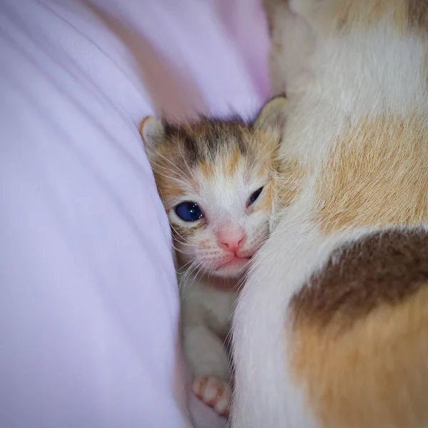 Gattino Bambino Madre Gatto Animale — Foto Stock