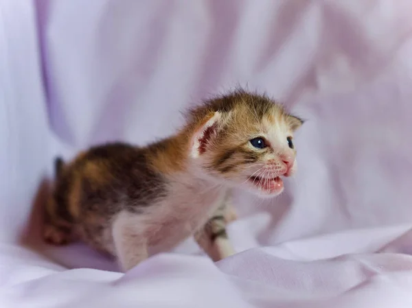 Kitten Baby Mother Cat Animal — Stock Photo, Image