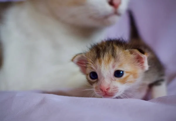 Gatinho Bebê Mãe Gato Animal — Fotografia de Stock