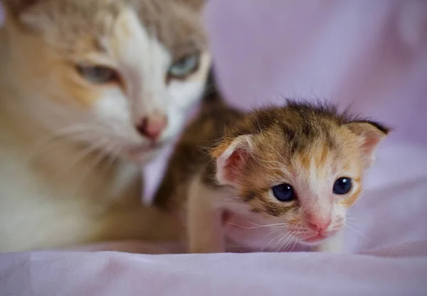 Kattunge Katt Baby Och Mamma Katt Djur — Stockfoto