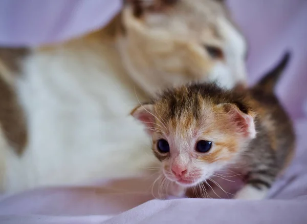 Kattunge Katt Baby Och Mamma Katt Djur — Stockfoto