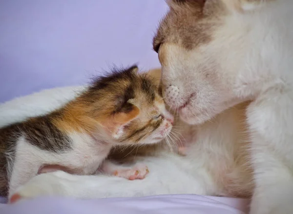 Gatinho Gato Bebê Mãe Gato Animal — Fotografia de Stock