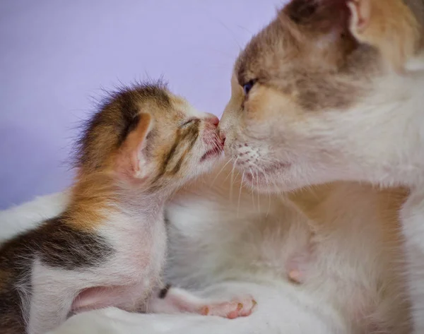 Kätzchen Katzenbaby Und Mutter Katzentier — Stockfoto