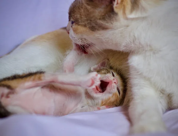 Anne Yavru Kedi Kedi Bebek Hayvan Kedi — Stok fotoğraf