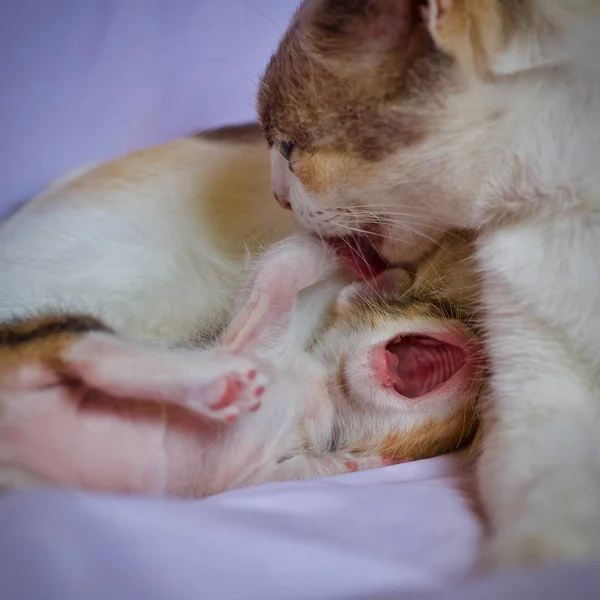 Anne Yavru Kedi Kedi Bebek Hayvan Kedi — Stok fotoğraf