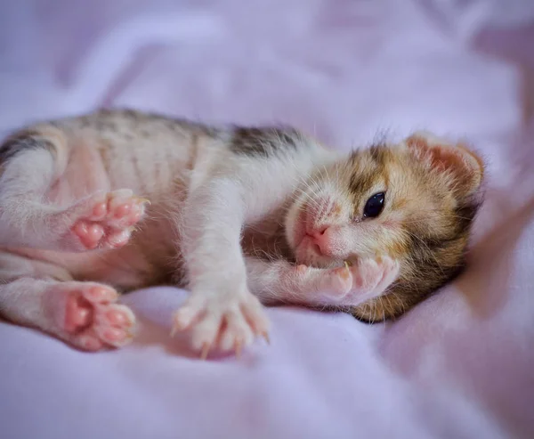 Kitten Słodkie Zwierzę — Zdjęcie stockowe