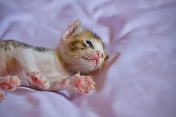 Kitten Baby Cute Animal — Stock Photo, Image