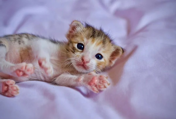 Kitten Baby Cute Animal — Stock Photo, Image