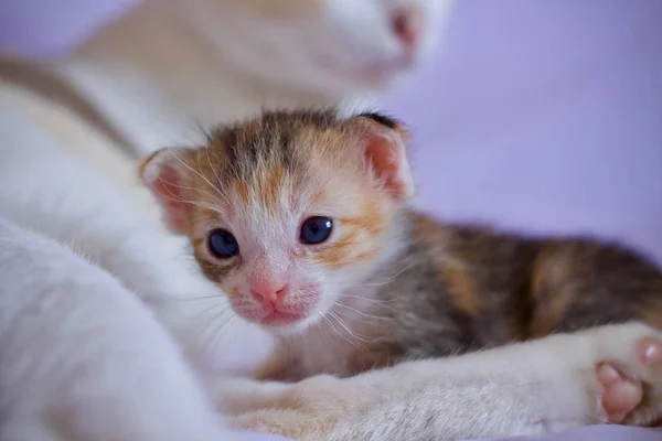 고양이 귀여운 — 스톡 사진