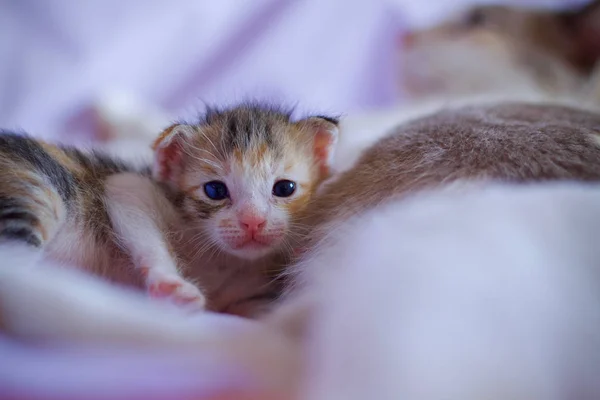 Gattino Bambino Simpatico Animale — Foto Stock