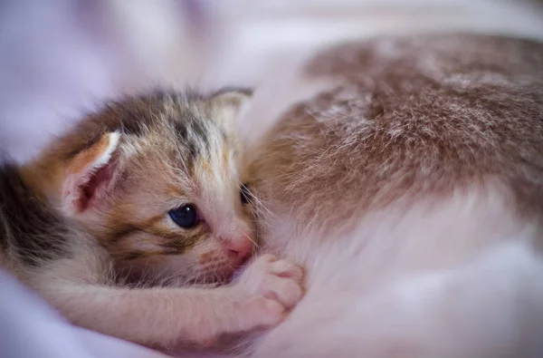 Kitten Baby Cute Animal — Stock Photo, Image