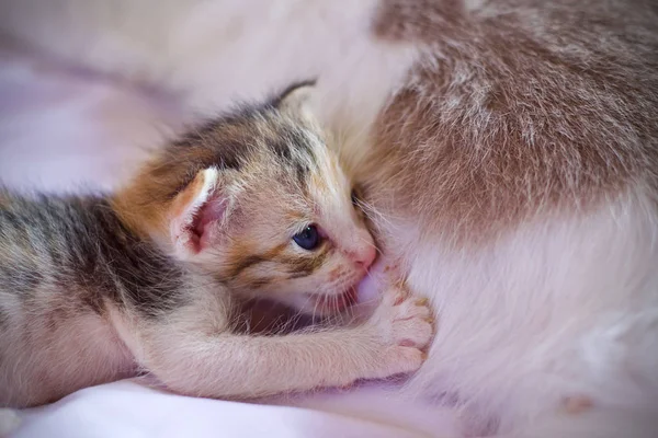 Kitten Baby Cute Animal — Stock Photo, Image