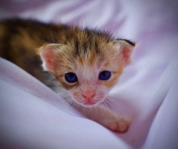 Kitten cat baby cute animal