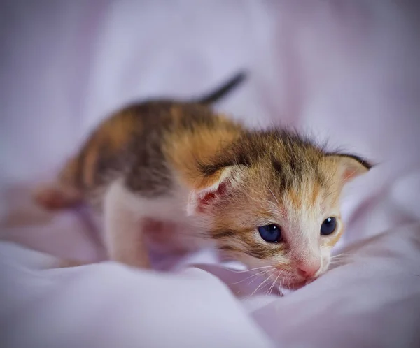 Kätzchen Katze Baby Niedliches Tier — Stockfoto