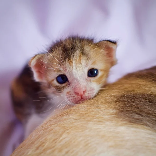 Kätzchen Katze Baby Niedliches Tier — Stockfoto