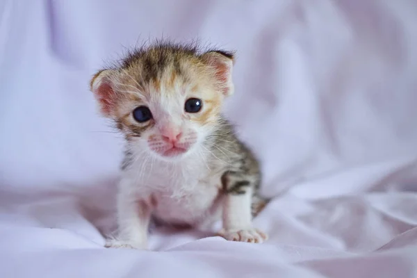 Kitten cat baby cute animal