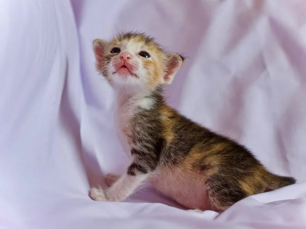 Kitten cat baby cute animal