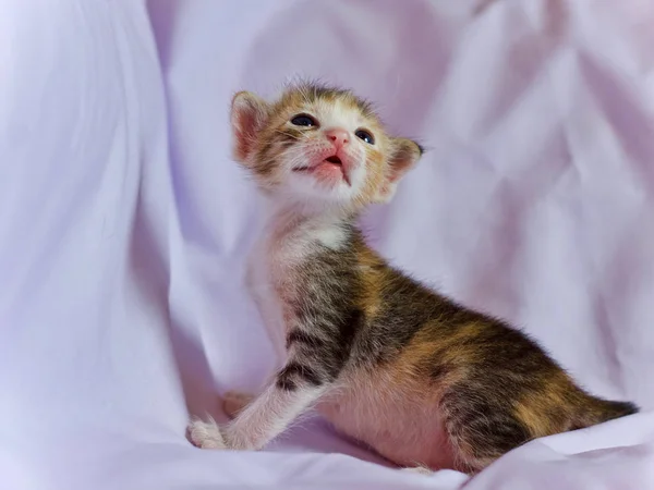 Gatinho Gato Bebê Bonito Animal — Fotografia de Stock