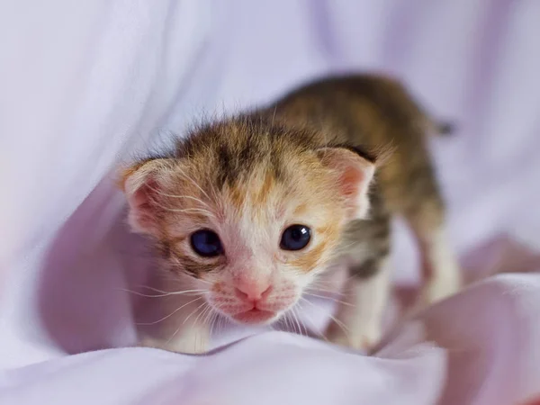 Kitten cat baby cute animal