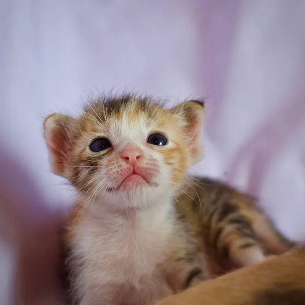 Kattunge Katt Baby Söta Djur Stockbild