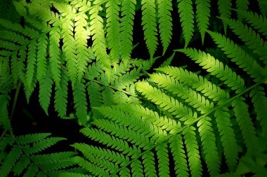 Yaprak bitki ağaç yeşil doğa arka plan 