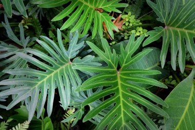 Yaprak bitki ağaç yeşil doğa arka plan 