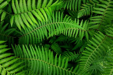 Yaprak bitki ağaç yeşil doğa arka plan 