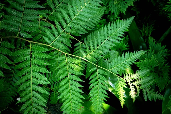 Leveles Növény Zöld Természet — Stock Fotó