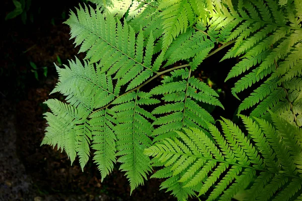 Feuille Plante Arbre Vert Nature Fond — Photo