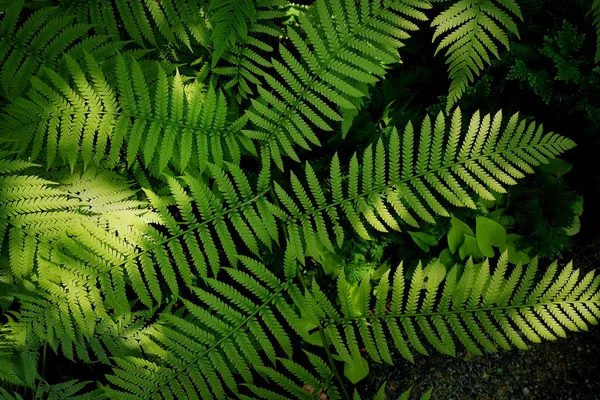 Folha Planta Árvore Verde Natureza Fundo — Fotografia de Stock