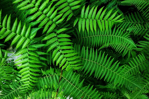 Leveles Növény Zöld Természet Háttér — Stock Fotó