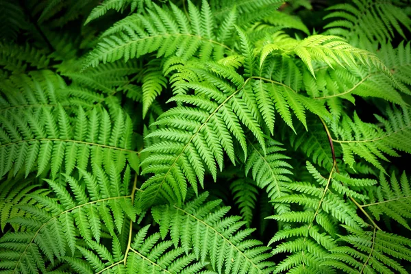 Feuille Plante Arbre Vert Nature Fond — Photo