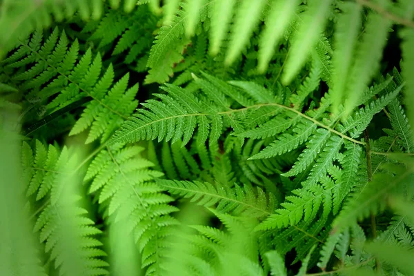 Leveles Növény Zöld Természet Háttér — Stock Fotó