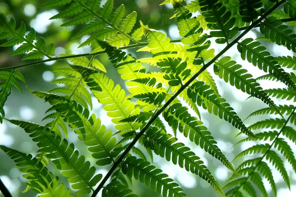 Leaf Plant Tree Green Nature Background Stock Picture