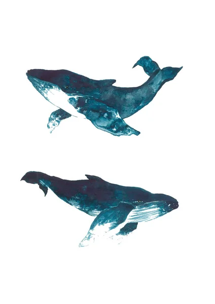 Aquarela de baleia azul — Vetor de Stock