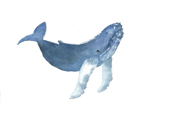 고래 수채화 스케치 — 스톡 벡터