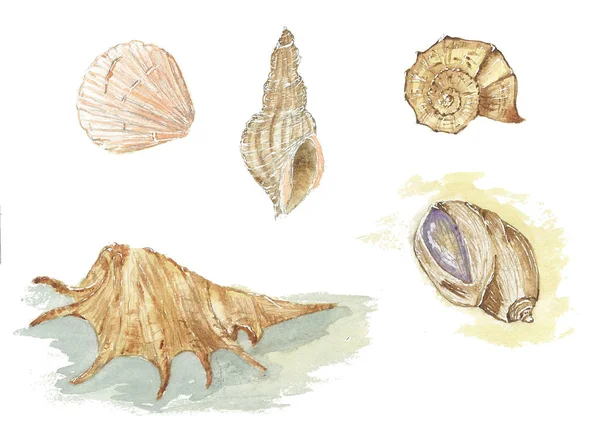 Seashells Watercolor sketch — Stock Vector