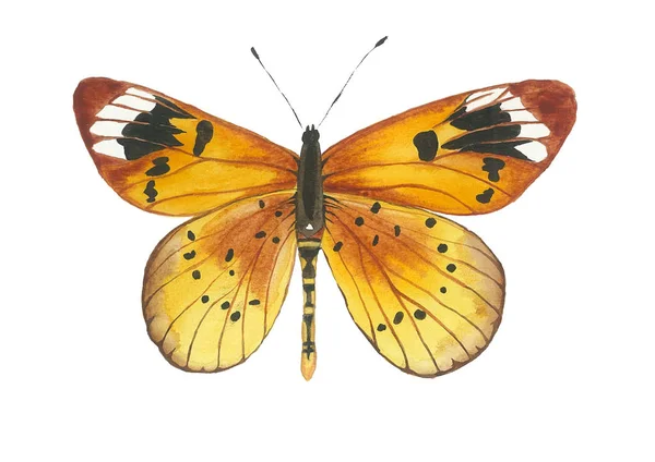 Acraea encedon vlinder — Stockvector